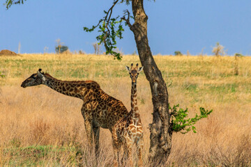 Mother and baby giraffe (Giraffa camelopardalis) in Serengeti national park in Tanzania