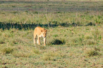 Lioness (Panthera leo) walking in savannah in Serengeti national park, Tanzania