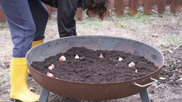 woman plants tulip bulbs in a brazier full of soil