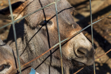 Catholic Donkey at the Smokey Mountain Deer Farm and Exotic Petting Zoo, Sevierville, Tennessee