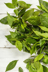 Fresh laurel leaves on white wooden background