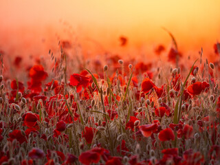 Obraz premium A field of English poppy flowers backlit by a rising sun and a mist turned golden orange by the dawn.