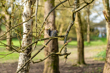 Eastern gray squirrel sat on a bare tree branch in Central Park, Plymouth, UK. Spring, daytime.
