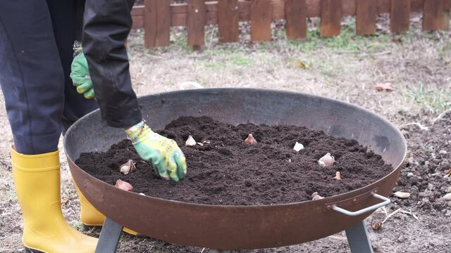 woman plants tulip bulbs in a brazier full of soil