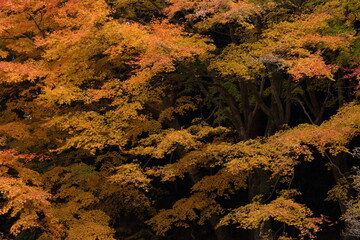 山口県　美祢市　南原寺　紅葉