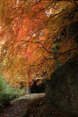 山口県　美祢市　南原寺　紅葉