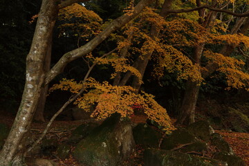 山口県　美祢市　南原寺　紅葉