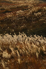 山口県　秋吉台　晩秋　草紅葉　ススキ