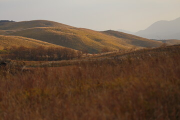 山口県　秋吉台　晩秋　草紅葉