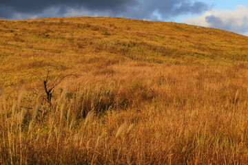 山口県　秋吉台　晩秋　草紅葉