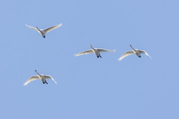 飛翔するコハクチョウの群れ