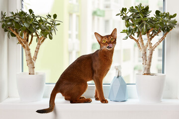 Abyssinian young cat sitting on the windowsill. Beautiful purebred short haired kitten