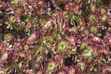 Scrumptiously Succulent