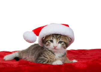 Adorable grey and white tabby kitten laying on red velvet wearing a small santa hat, looking directly at viewer with curious expression. Isolated on white.
