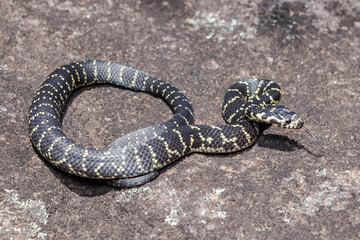Australian Endangered Broad-headed Snake in defence stance