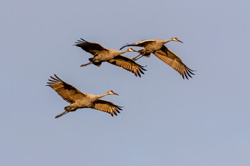Sandhill cranes arriving at night place