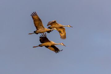 Three Sandhill cranes (Antigone canadensis) arriving at a night location in Wisconsin
