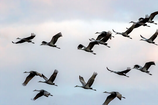 Flock of Sandhill crane in flight
