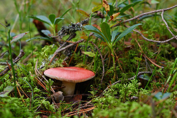 Close-up of a beautiful red russula peeping out of a lush forest moss, summer evening in a pine forest.