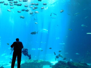 silhouette of person in front of a glass wall in a fish tank georgia aquarium whale shark rhincodom typus manta ray fish schools © Michaela Holubová