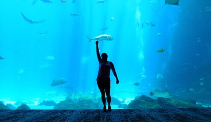 silhouette of person in front of a glass wall in a fish tank georgia aquarium whale shark rhincodom typus manta ray fish schools © Michaela Holubová