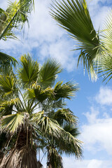 Obraz premium bahamas, beautiful, blue, bright, cloudy, coconut, environment, exotic, fresh, green, holiday, holidays, island, landscape, light, natural, nature, outdoor, outdoors, palm, palm tree, palms, paradise,