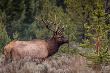 Bull elk on a cold morning