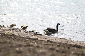 Taking a swim with mom