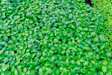 Green pepper seedlings. Pile of seedlings. Organic vegetable seedlings.