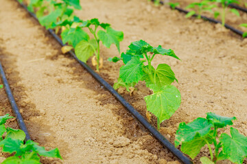 Cucumbers are grown in a greenhouse, and a drip irrigation system is used to water the cucumbers.