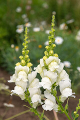 Snapdragon (antirrhinum) flowers