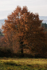 Naklejka premium Autumn