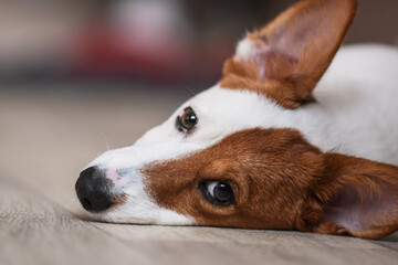 Jack Russell dog lies on the floor at home close-up.