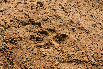 Detail of a footprint left by a dog in the field