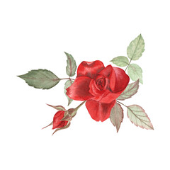 Watercolor flower arrangement of red rose, rosebud and leaves. Hand drawn illustration isolated on white. For stickers, notecards, greeting cards, invitations, scrapbooking and more. 