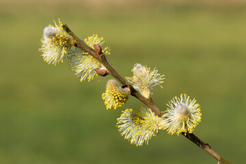 Weidenkätzchen, männliche Blüten der Grauweide (Salix cinerea, Aschweide) im Frühling