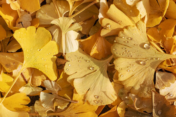 Laubstreu mit Blättern des Ginkgo (Ginkgo biloba) in Herbstfärbung mit Regentropfen. Herbstlicher...
