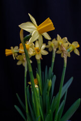 daffodils on black back ground