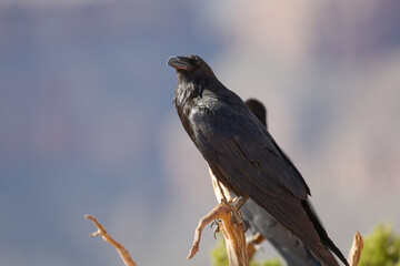 black crow on sitting on tree branch 