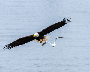 american bald eagle