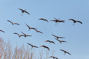 Flock of Sandhill crane in flight