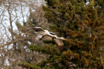 Sandhill cranes arriving at night place