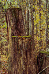 An enchanting forest scene in autumn 