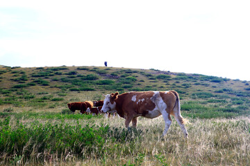 The cattle are eating grass on the grassland
