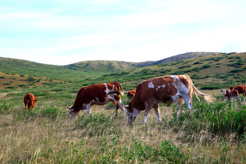 Naklejka na ściany i meble The cattle are eating grass on the grassland