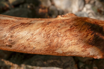 The trunk of a tree without bark with a swirling pattern of red wood