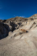 Drumheller Hoodoos in the Canadian Badlands in Alberta