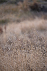 grass in the snow