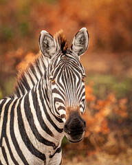 Naklejka premium zebra close up from masai mara 