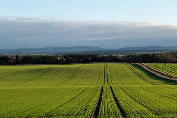 LOSSIEMOUTH, MORAY, SCOTLAND - 13 NOVEMBER 2021: This is a field of new growth on an Agricultural Farm near Lossiemouth, Moray, Scotland on sunny 13 November 2021.
